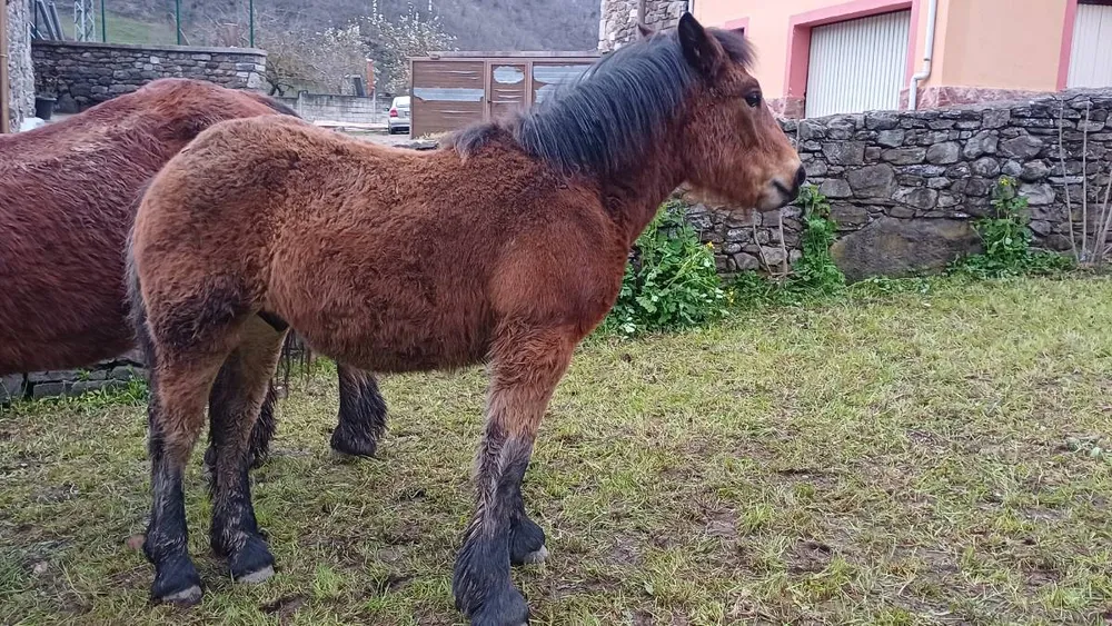 Vendo potro - imagen 1