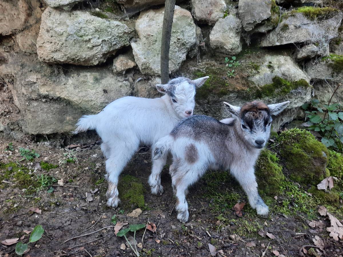 Cabra enana - imagen 1