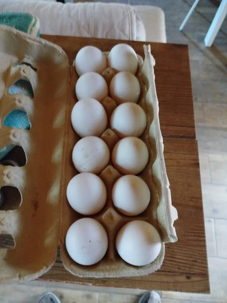 Huevos de gallina legor 