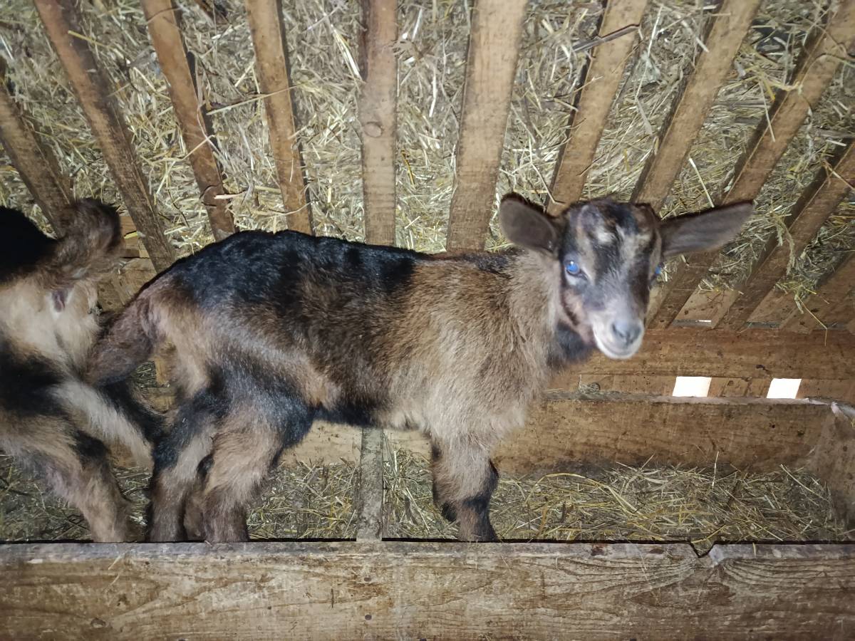 Cabrita laya - imagen 1