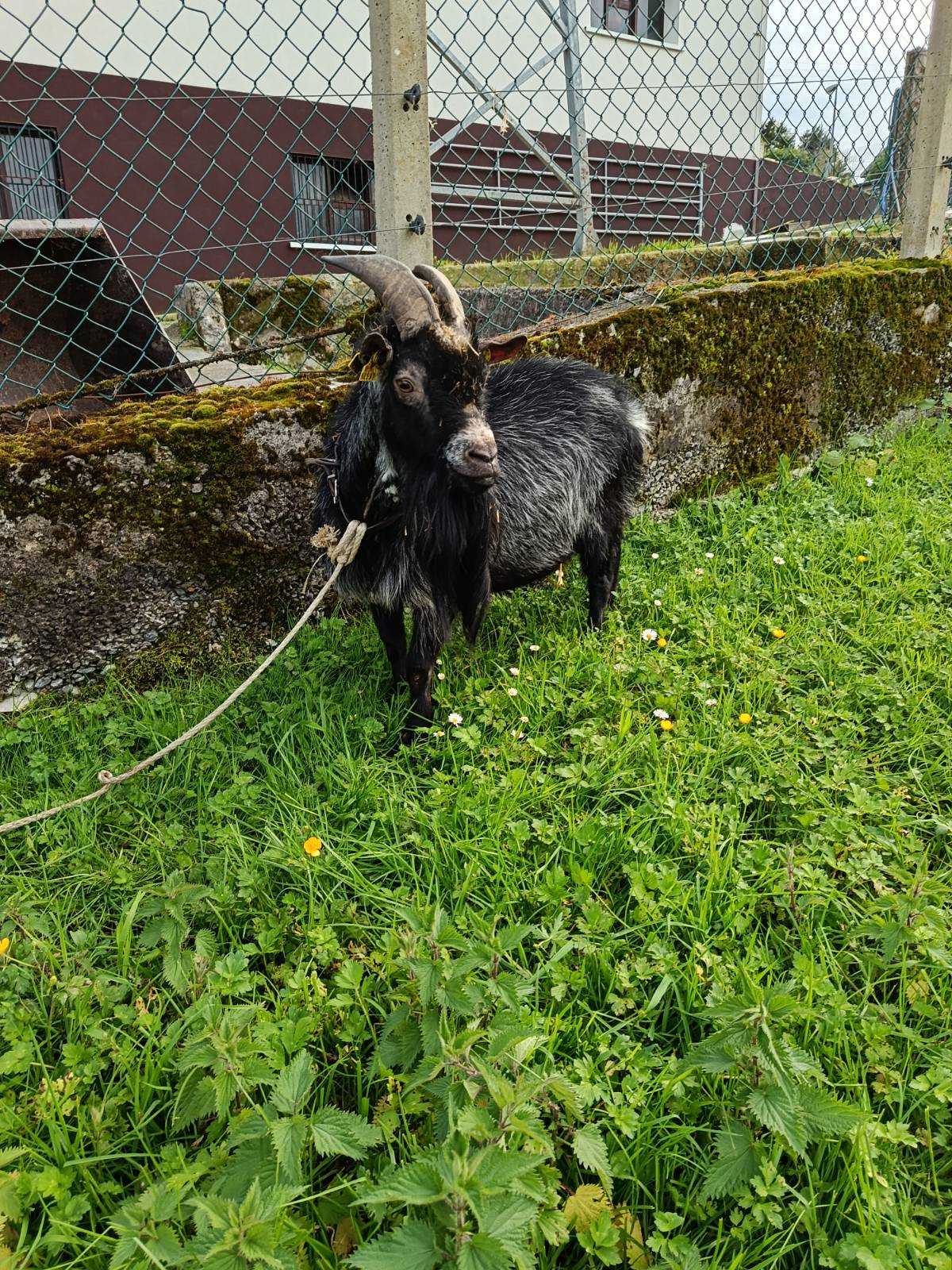 Chivo enano - imagen 1