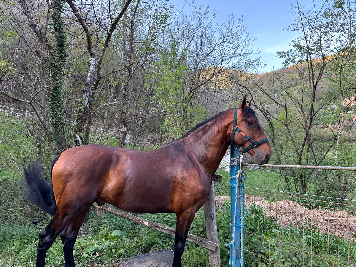 Se ofrece para cubriciones - imagen 1