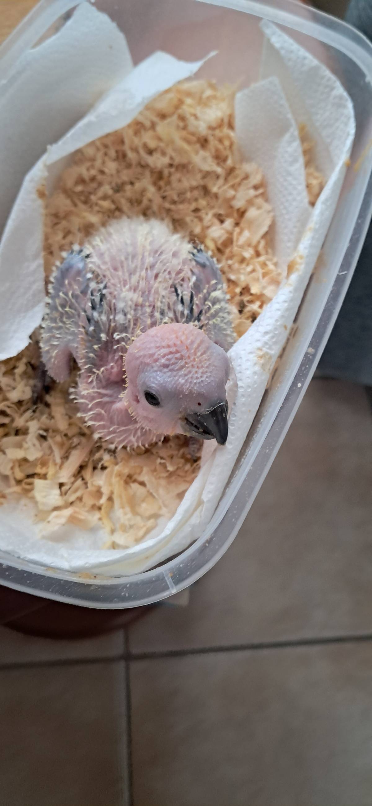 Cotorra del sol papillera