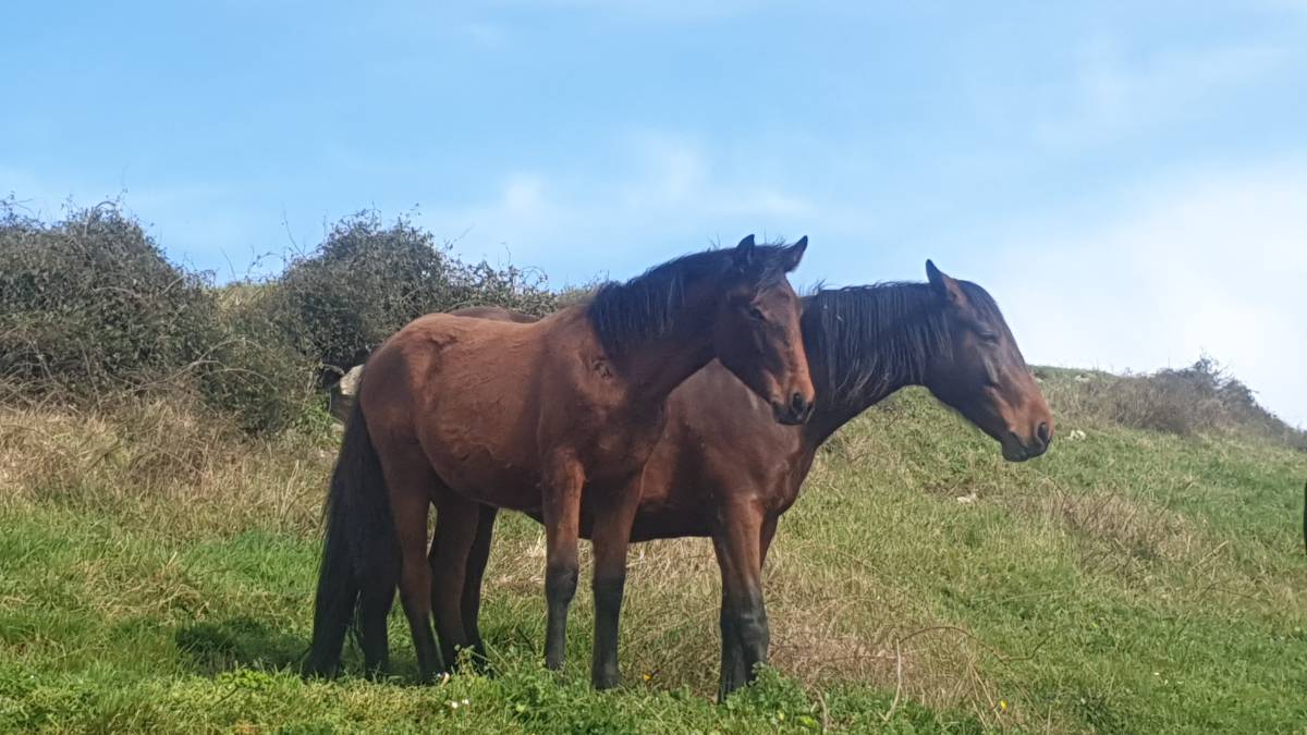 Potra castaña de 8 meses - imagen 1