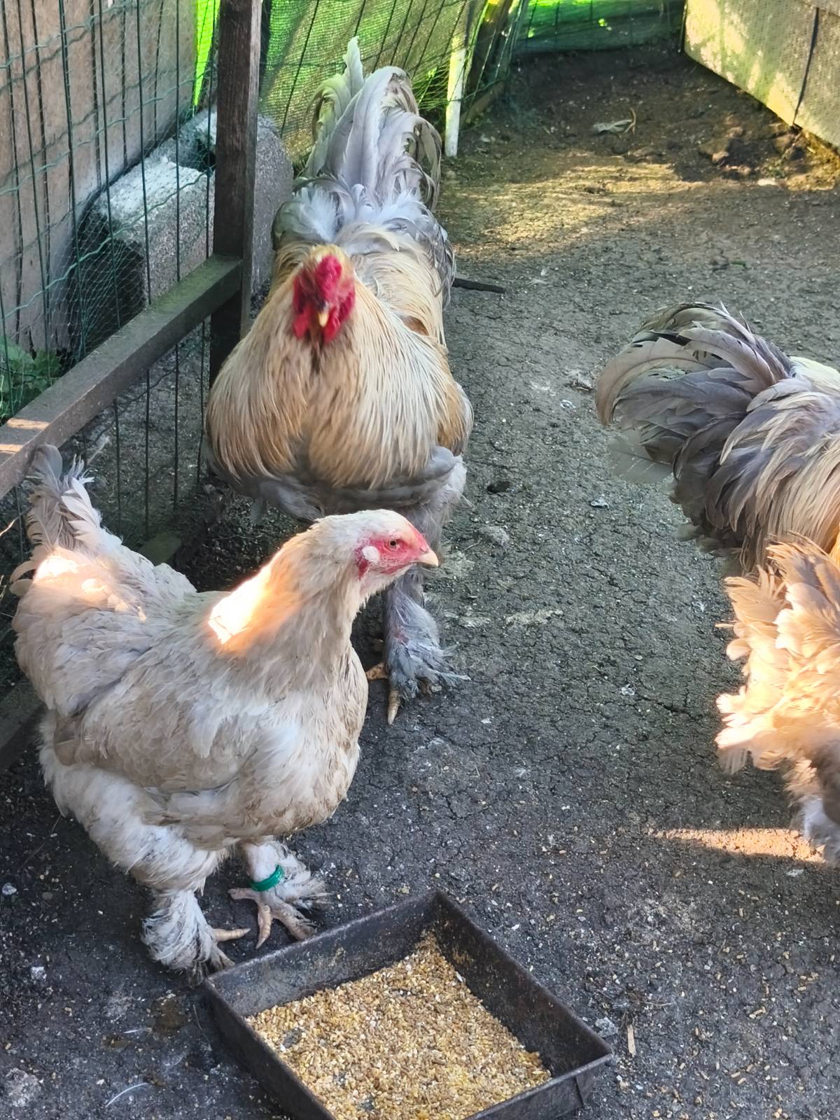 Huevos de gallina Brahma Isabella - imagen 1