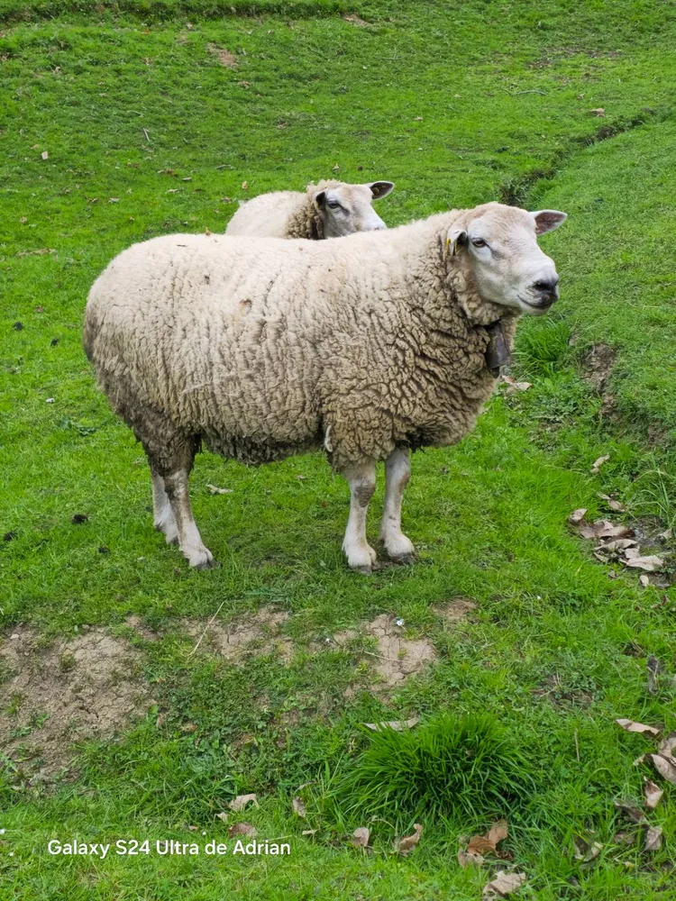 Semental 3 años  - imagen 1