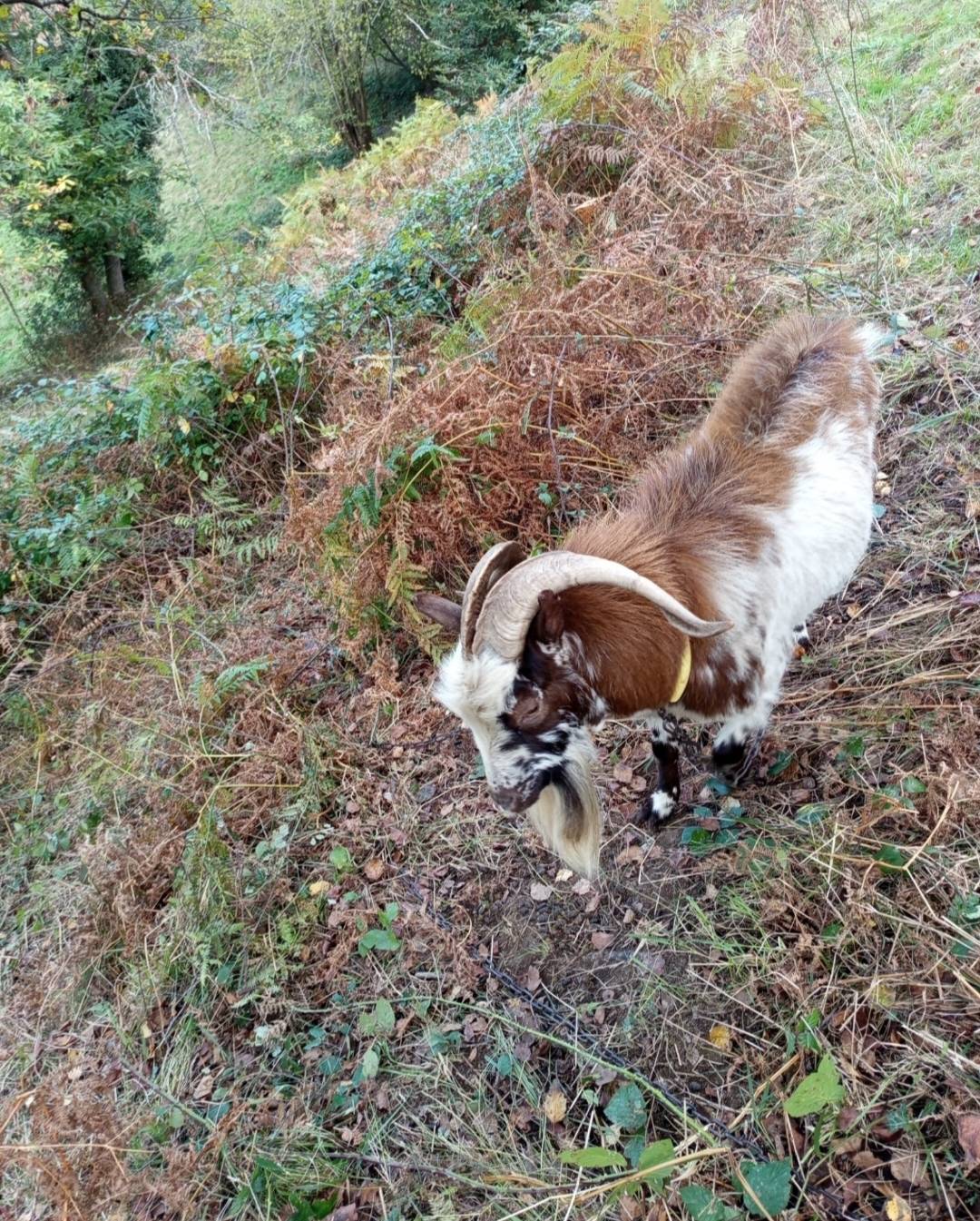 Se vende castron dando buenas crias  - imagen 1