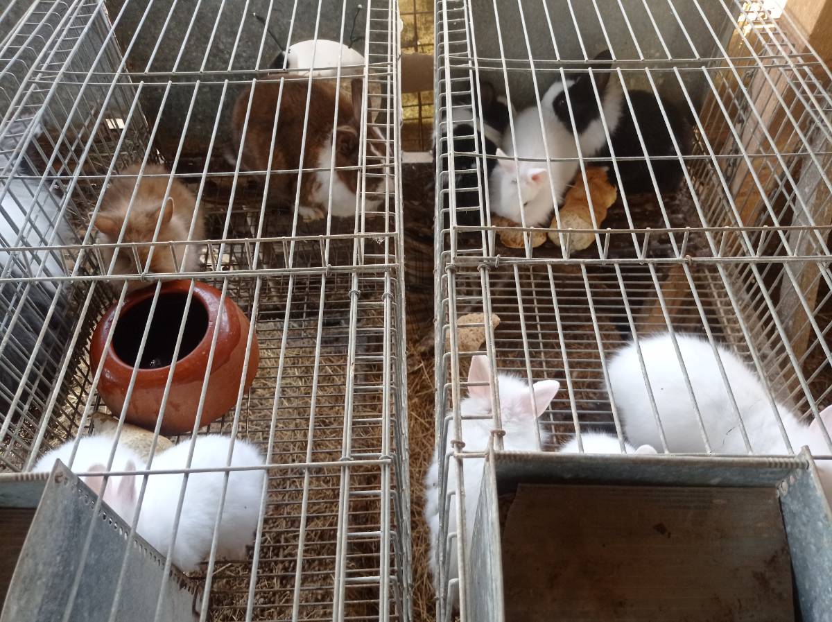 Conejos enanos - imagen 1