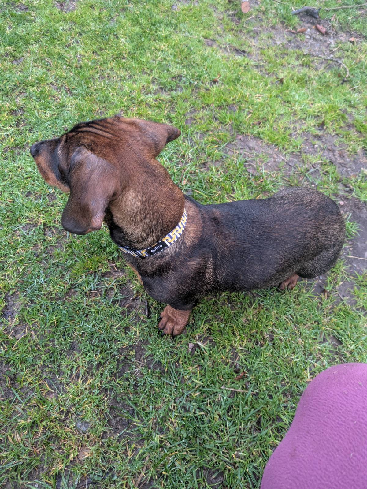 Teckel pelo fino  - imagen 1