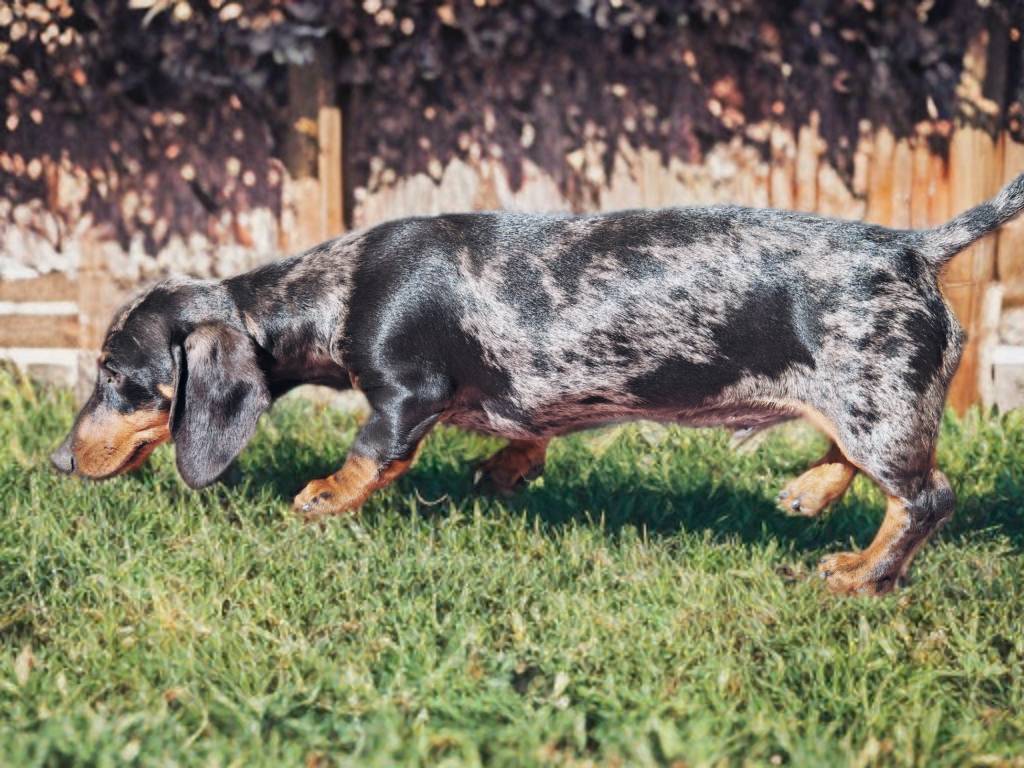 Teckel merle - imagen 1