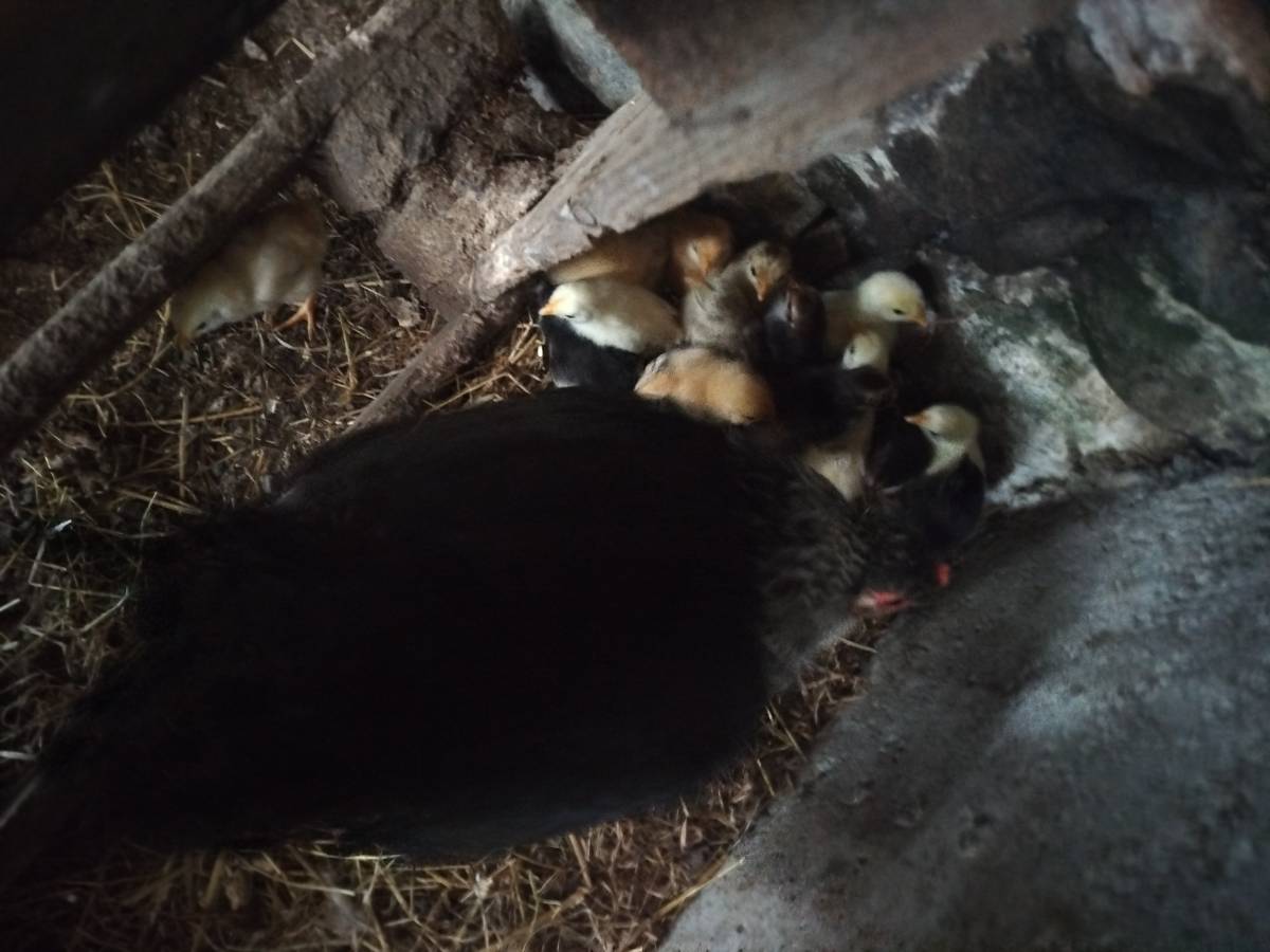 Kika con pollitos - imagen 1