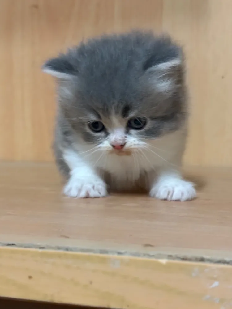 Gatitos persas - imagen 1