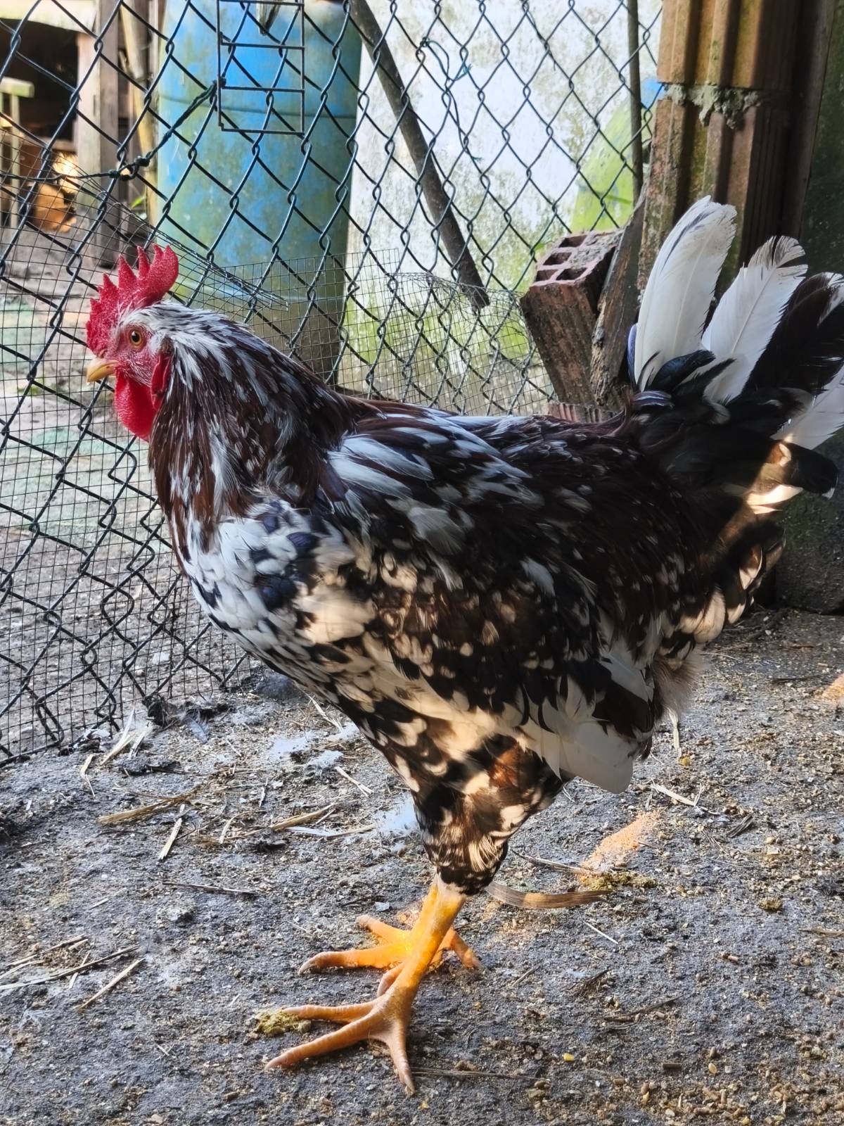 Asturiano tricolor nacido en enero - imagen 1