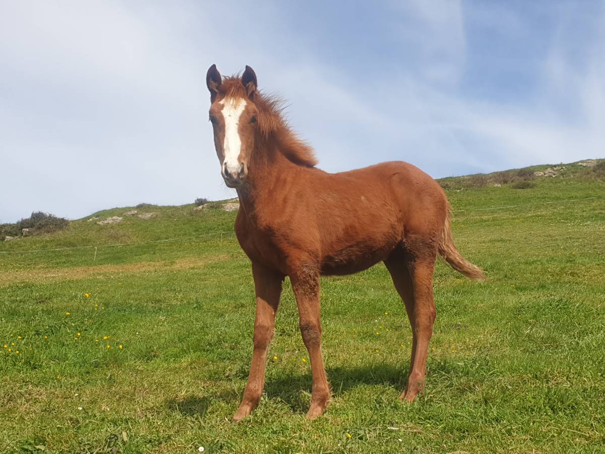 Potra alazana - imagen 1