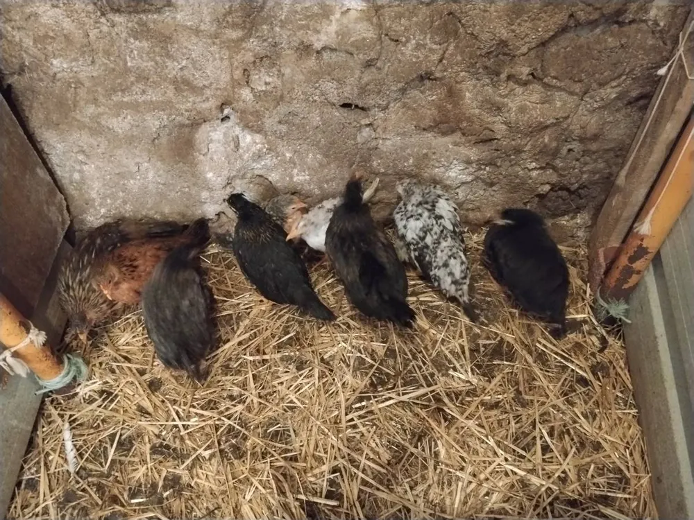 Kikos y kikas - imagen 1