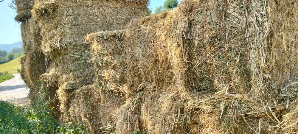 Forraje alfalfa con hierba  - imagen 1