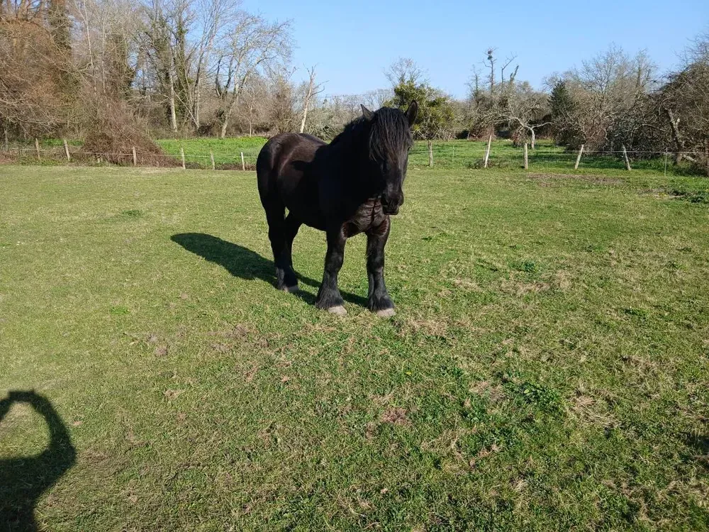 Hispano Bretón - imagen 1