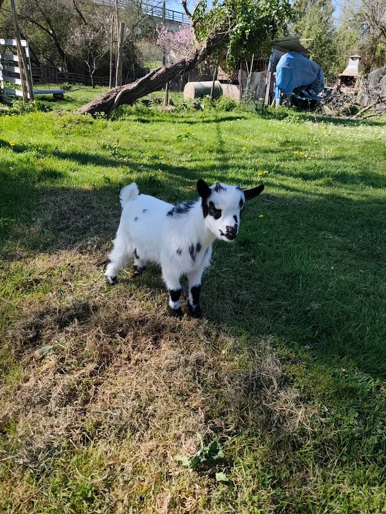 Cabrito enano - imagen 1