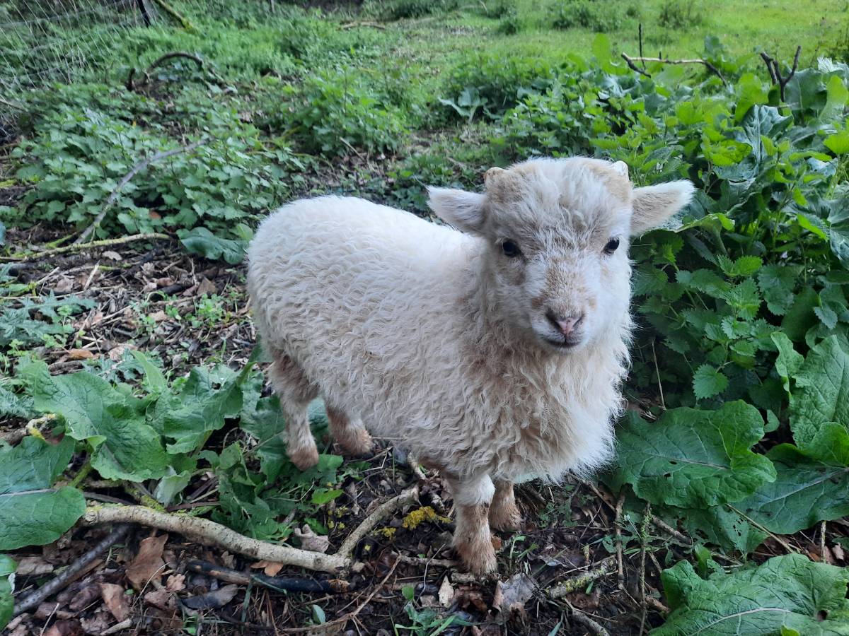 Oveja enana ouessant  - imagen 1