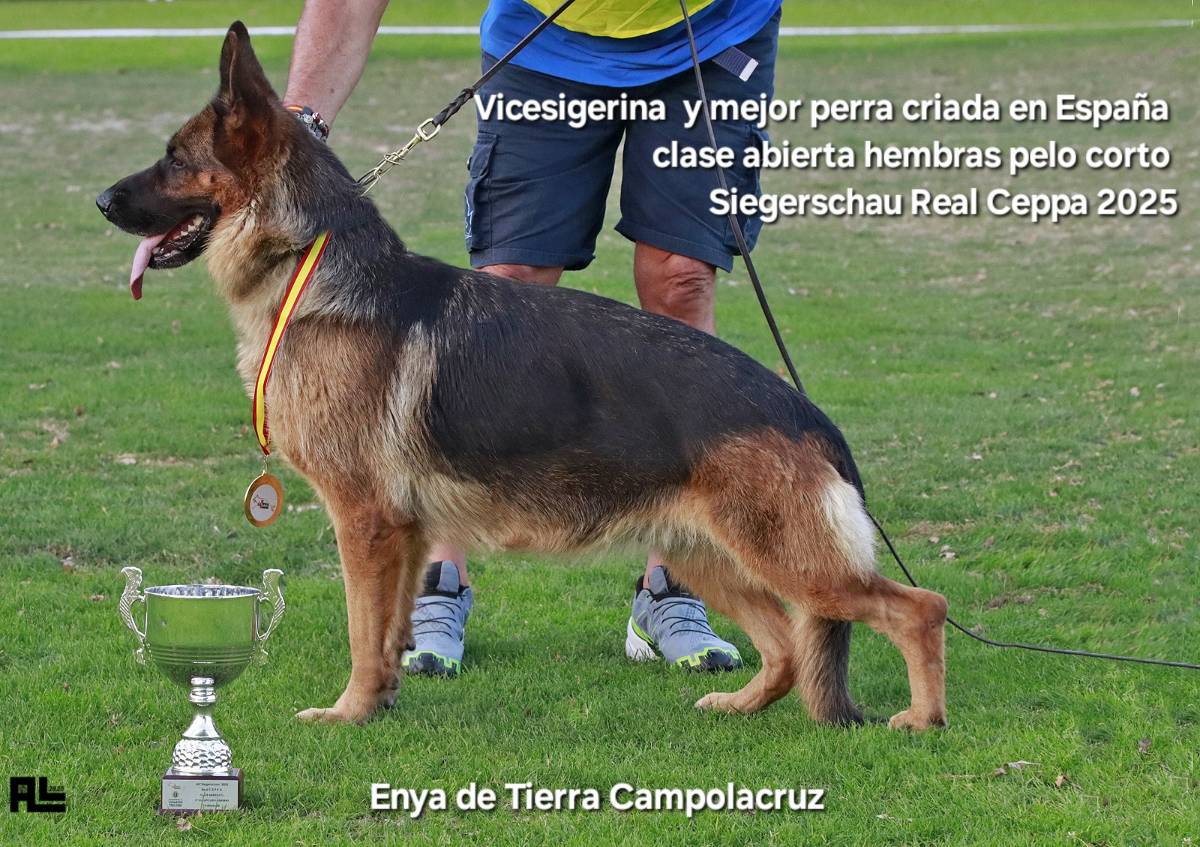 Pastores Alemames Tierra Campolacruz  - imagen 1