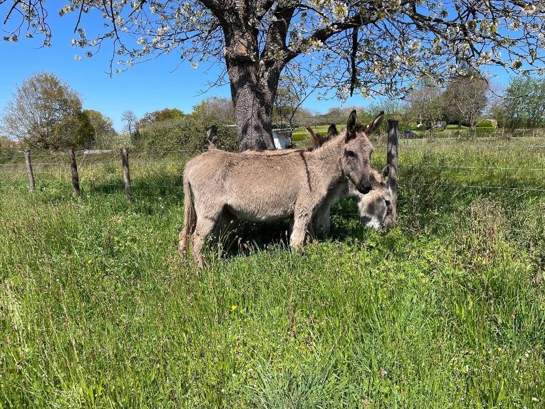 SE VENDE BURRA JOVEN - imagen 1