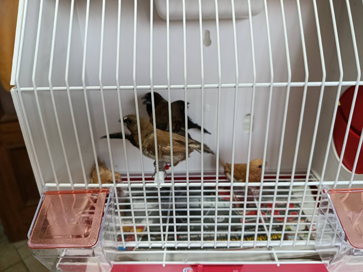 Isabelitas de Japon,mandarinos ,picos de plata - imagen 1