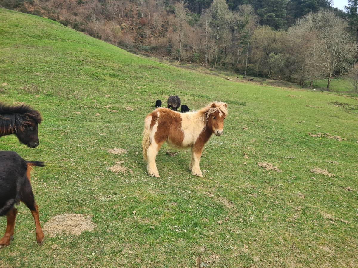 Poni macho - imagen 1