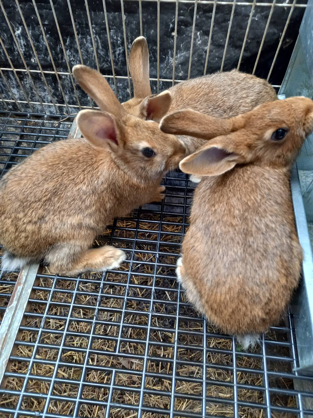 Conejos machos y hembras - imagen 1