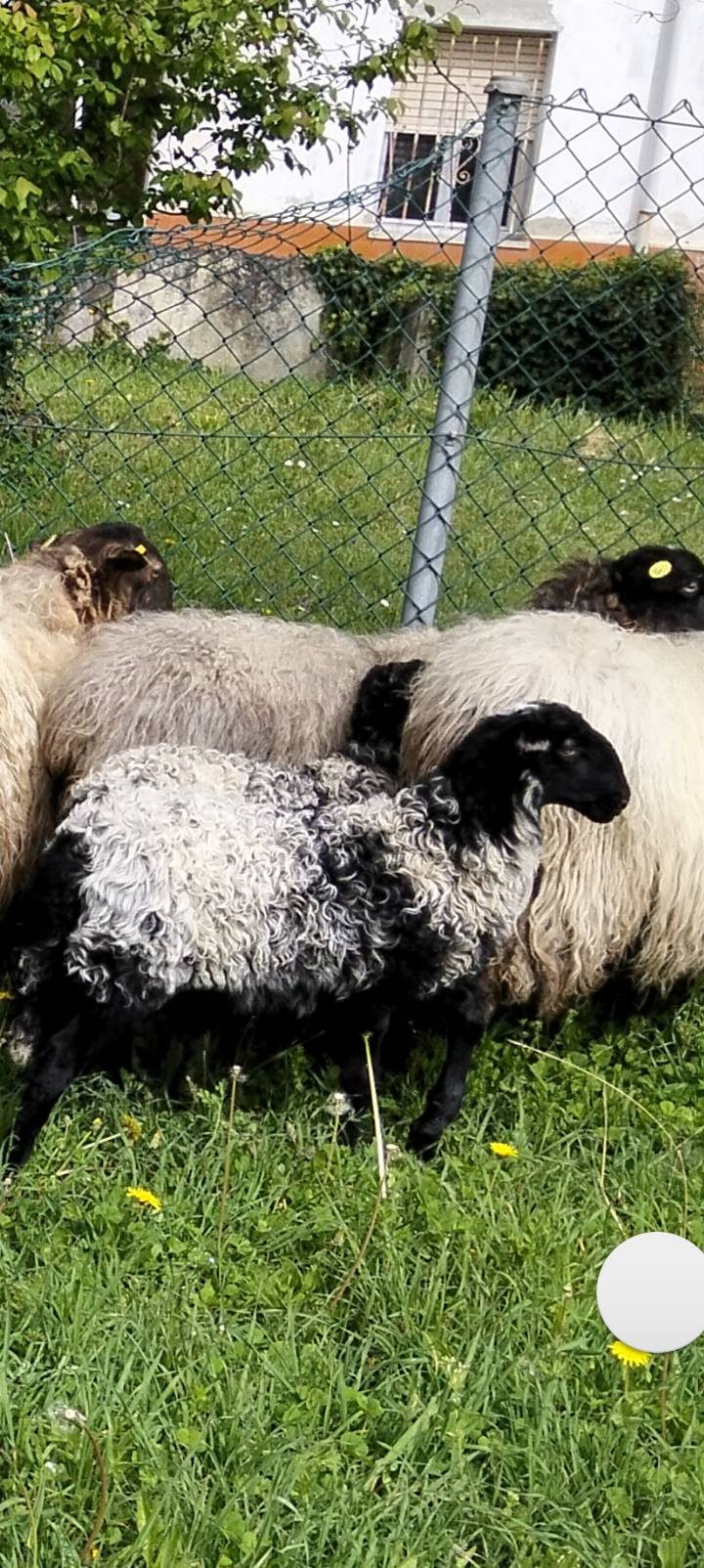 Ovejas carranzanas - imagen 1