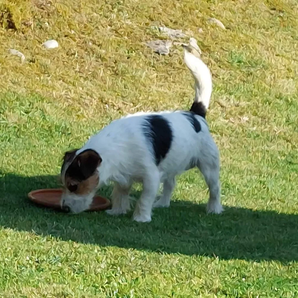 Yack rrusel tricolor  - imagen 1