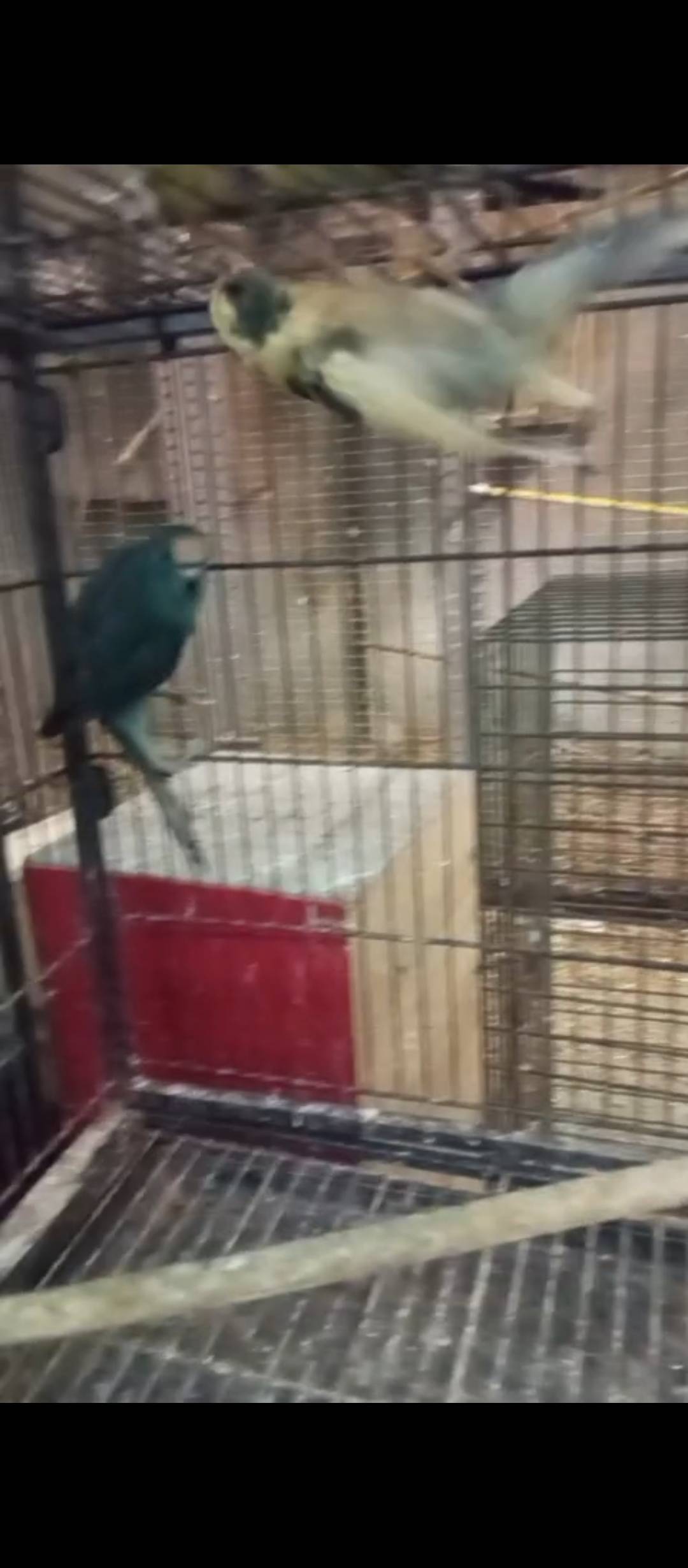 Kakarikis azules  - imagen 1