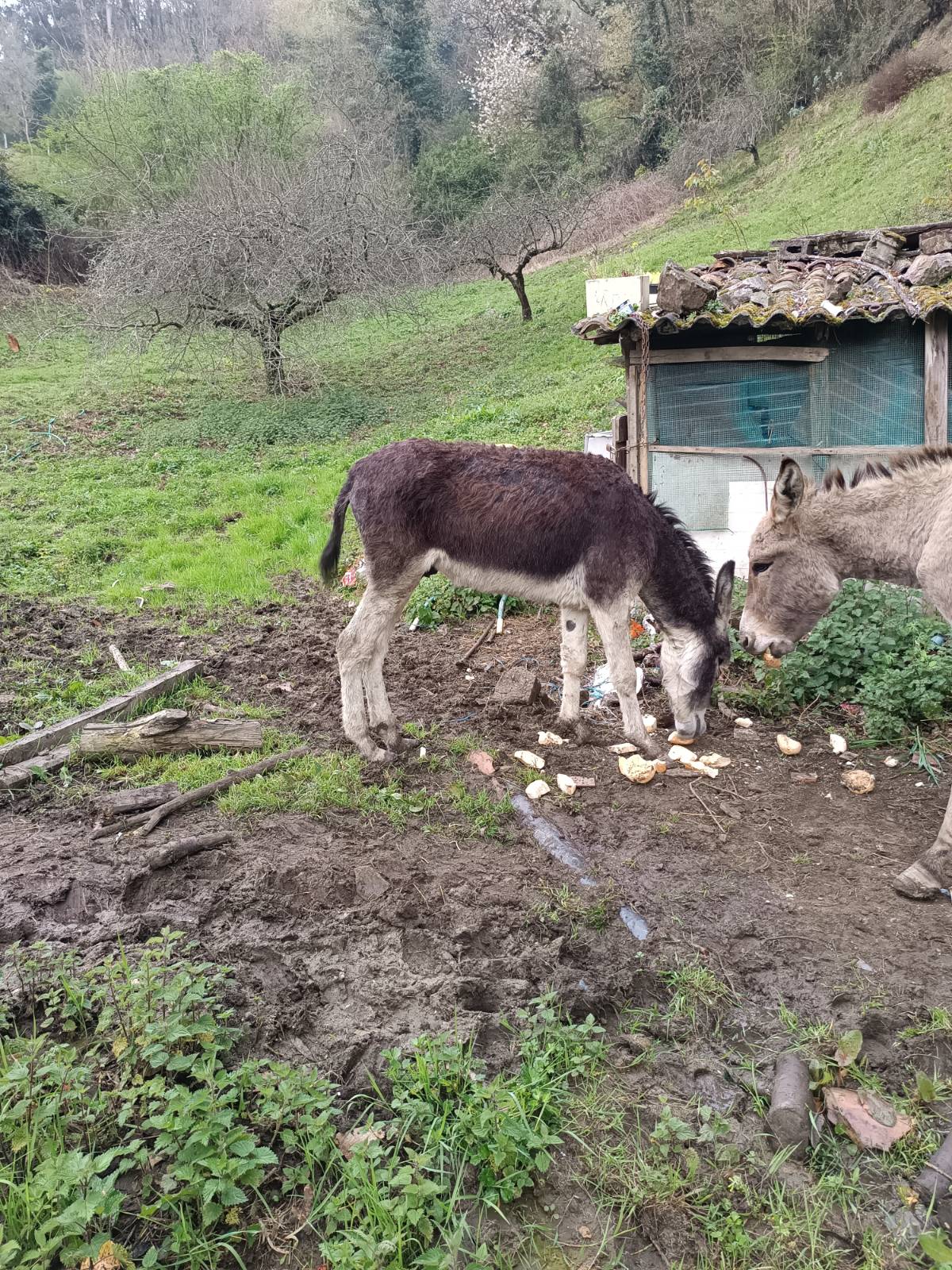 Se vende burro - imagen 1