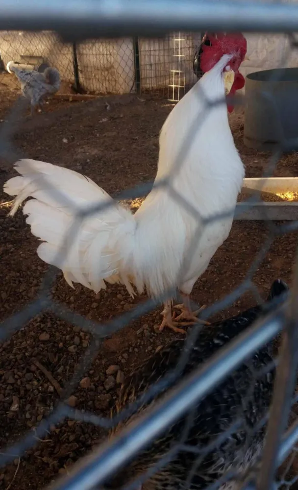 Huevos fértiles de leghorn blanco  - imagen 1