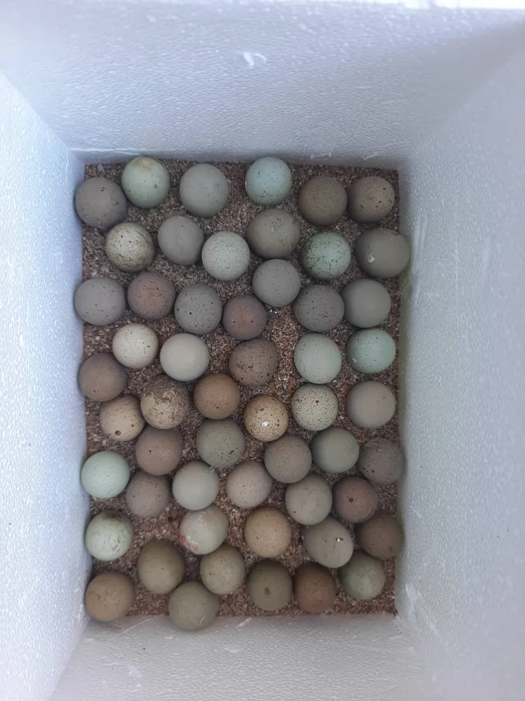 Huevos codorniz china  - imagen 1