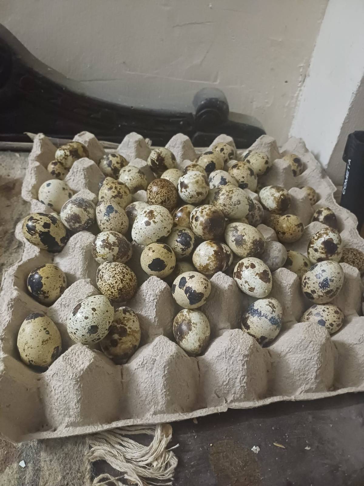 HUEVOS CODORNIZ PUESTA - imagen 1