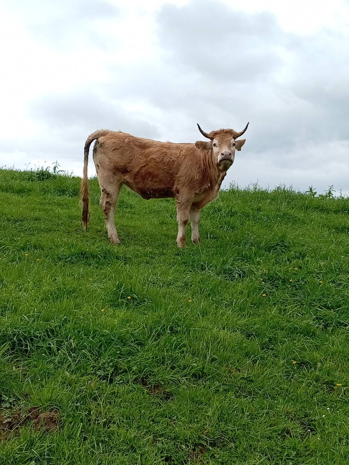 Pirenaicas - imagen 1