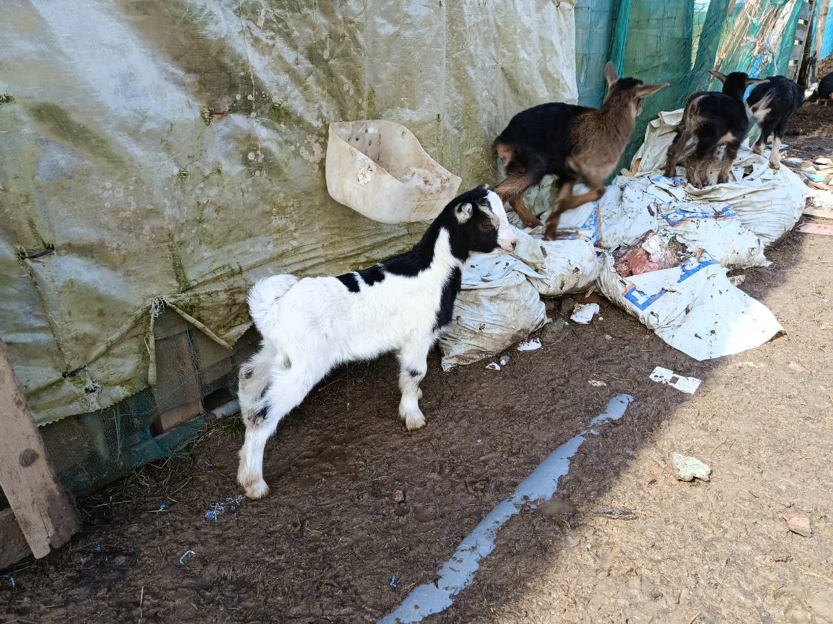 Cabrito pinto  - imagen 1