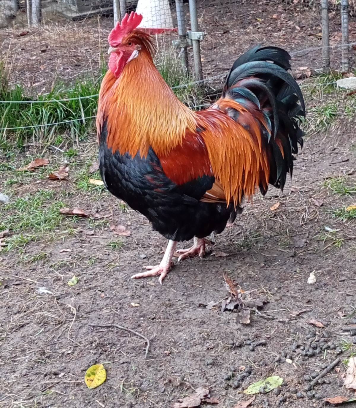 Huevos de gallina Sulmtaler, appenzeller y Cream Legbar  - imagen 1