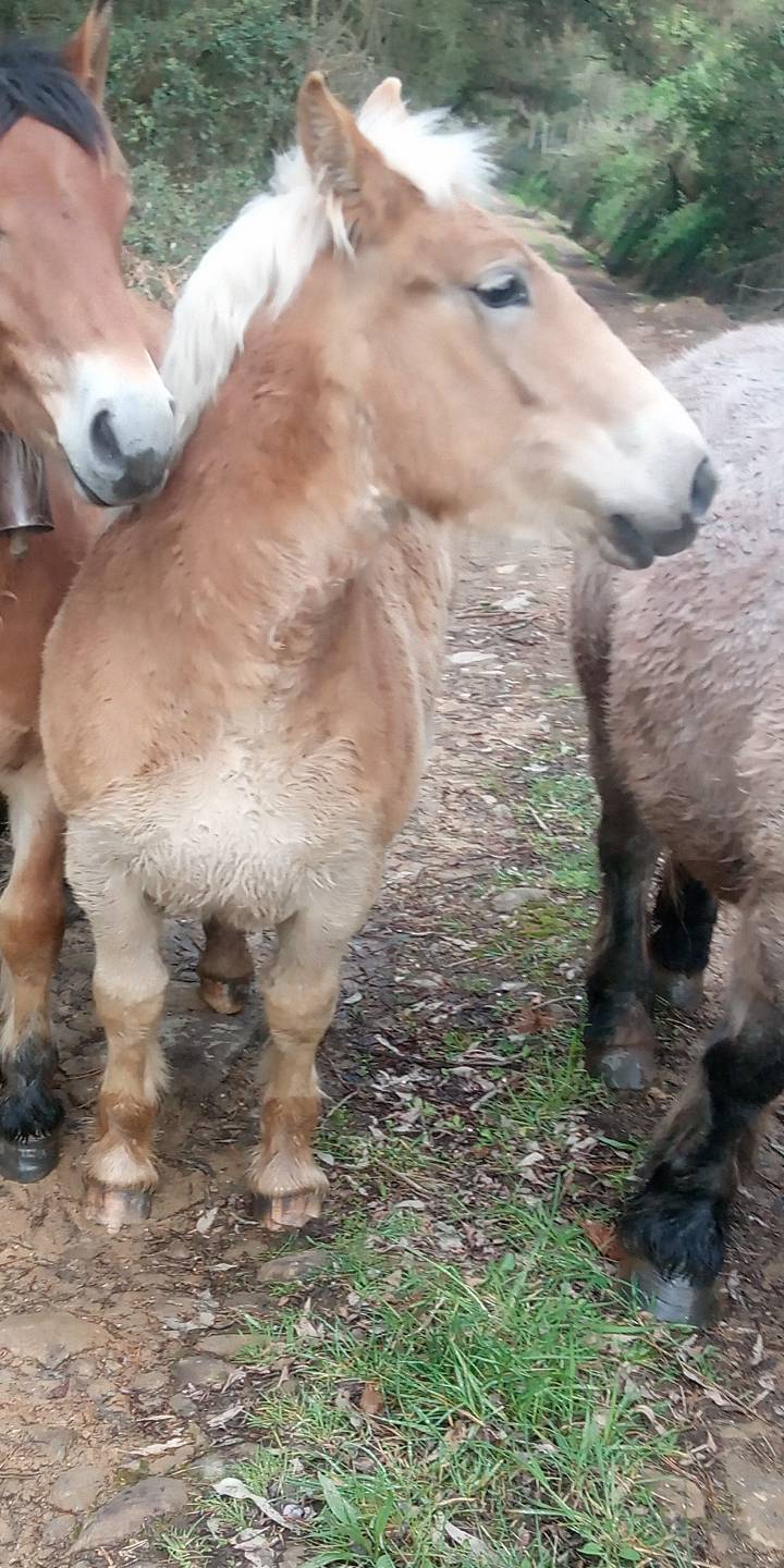 Potra muy buena  - imagen 1