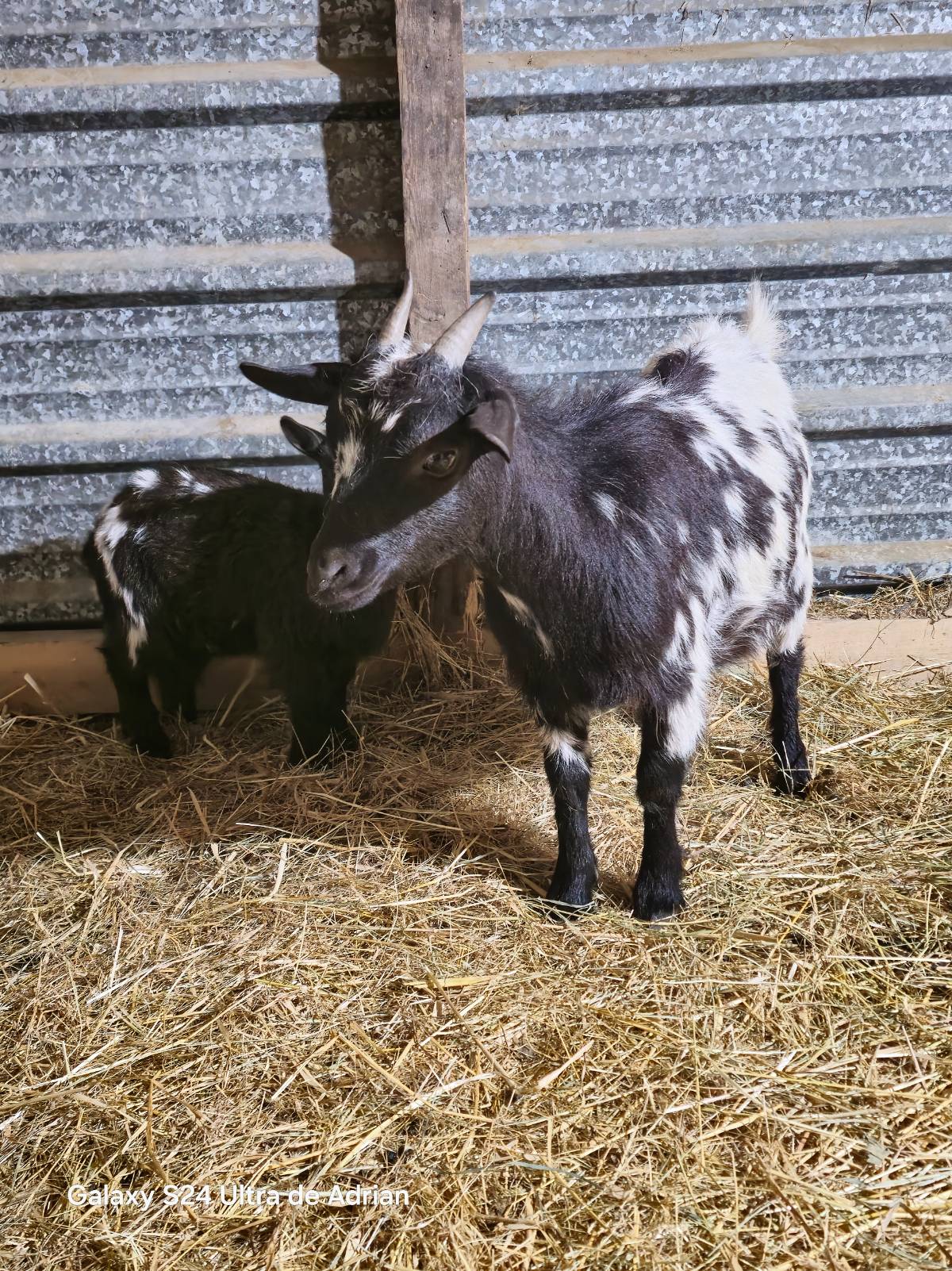 Vendo lote Cabras enanas - imagen 1