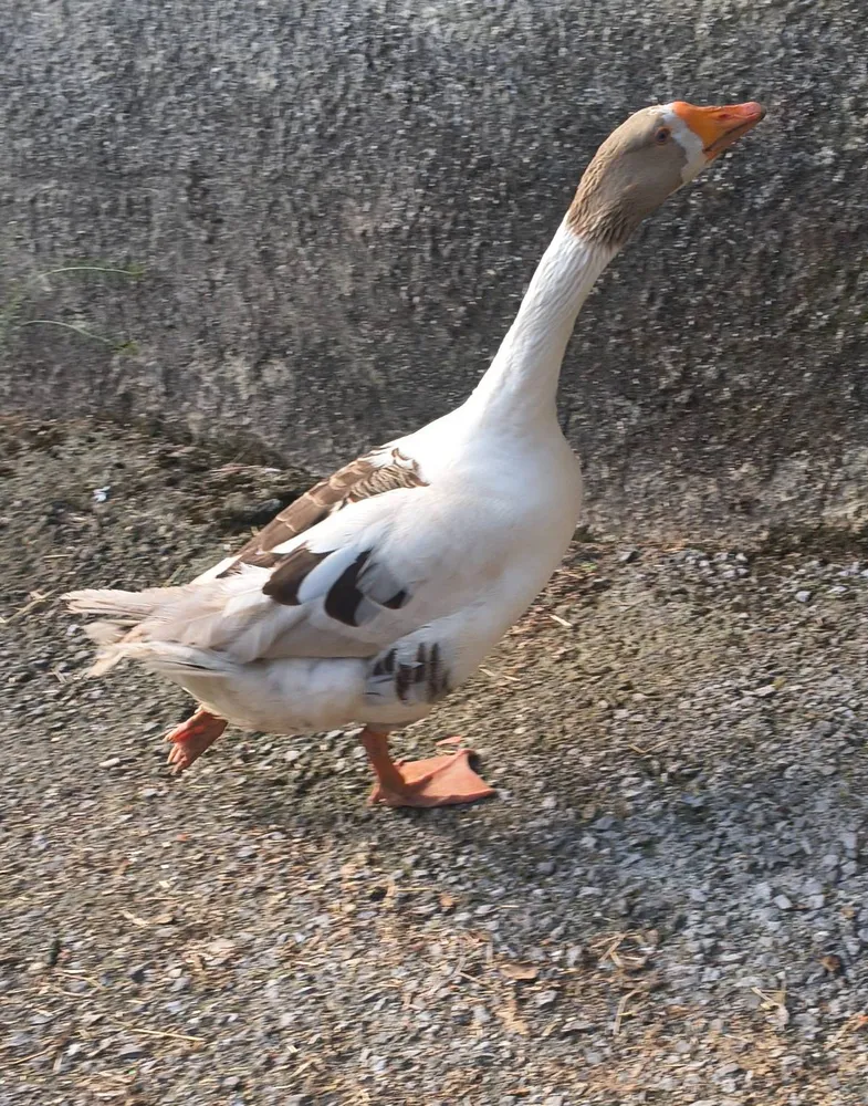 Oca de Touluse  - imagen 1