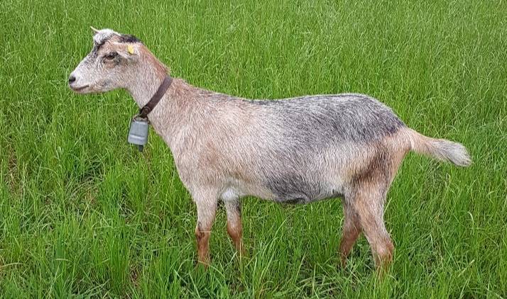 Cabras mochas  - imagen 1