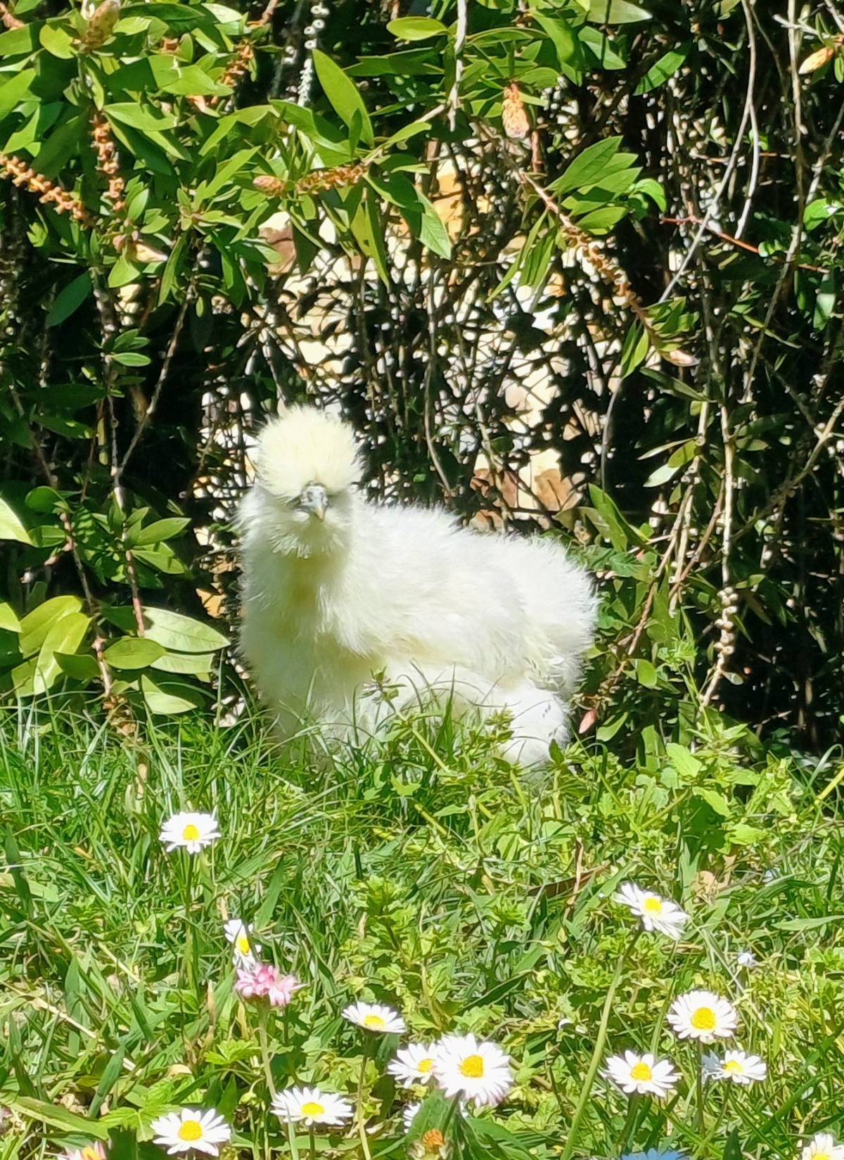 Sedosas de Japón pollitos y huevos fértiles  - imagen 1