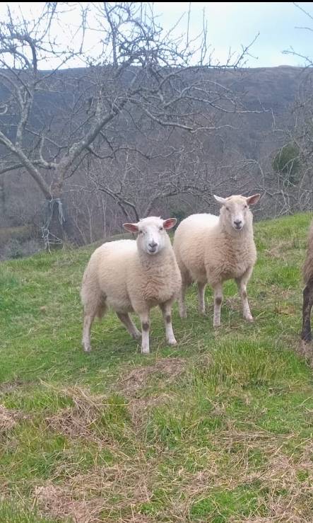 Se venden - imagen 1