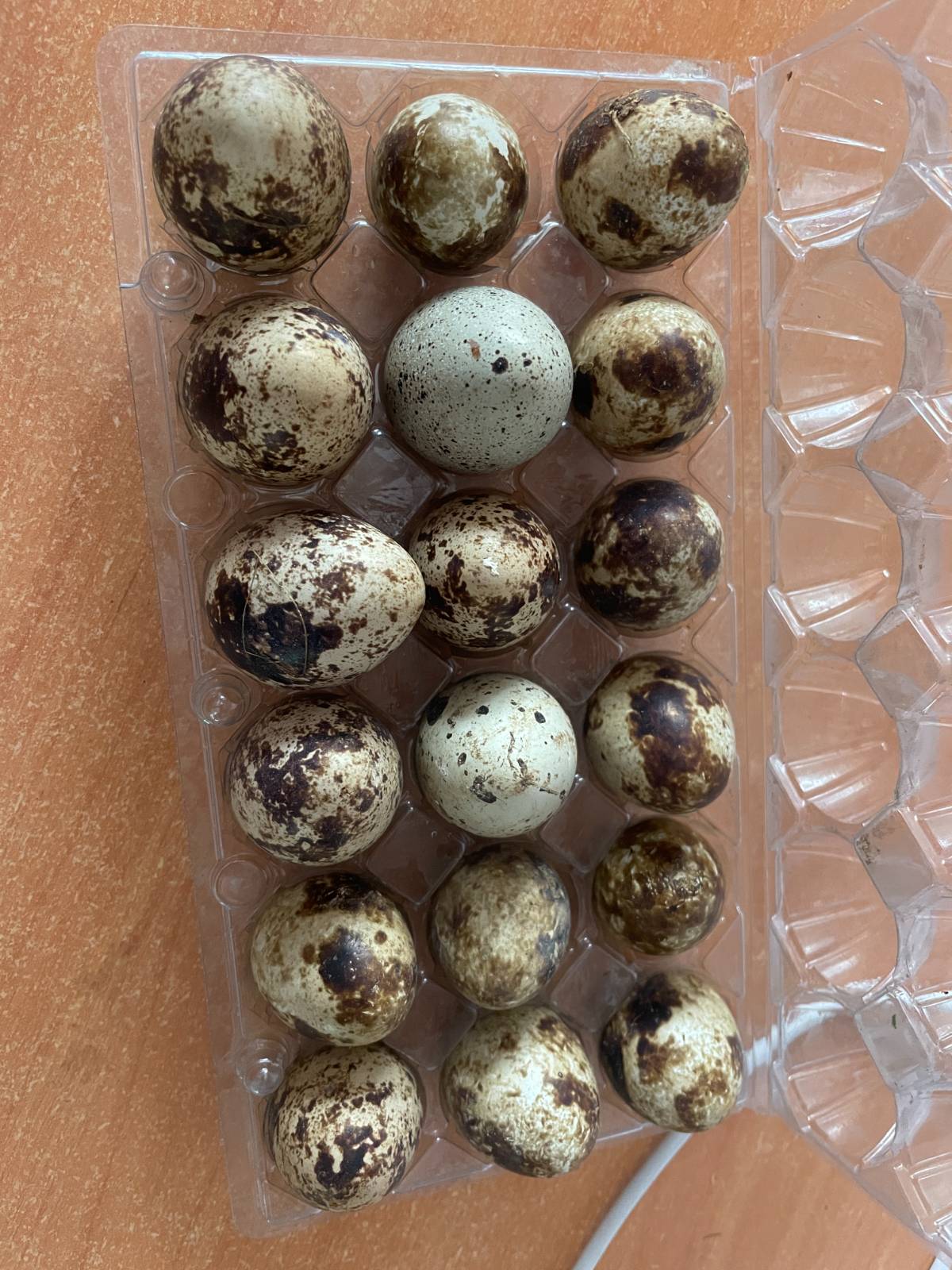 se venden huevos fertiles codorniz - imagen 1