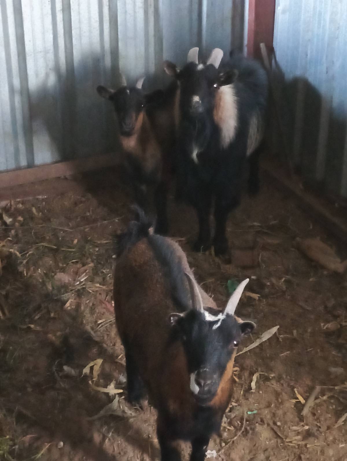 Pareja de cabras enanas africanas pigmeas 