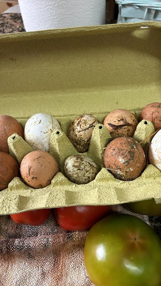 SE VENDEN HUEVOS - imagen 1