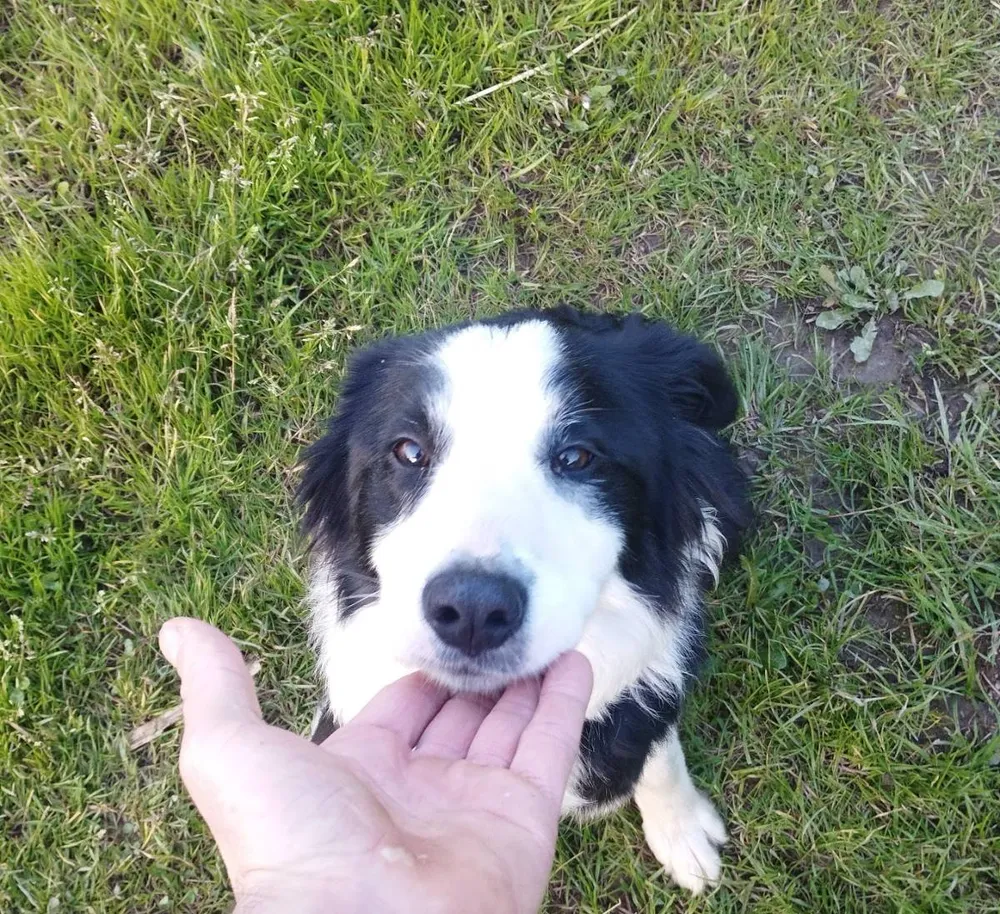 Border collie  - imagen 1