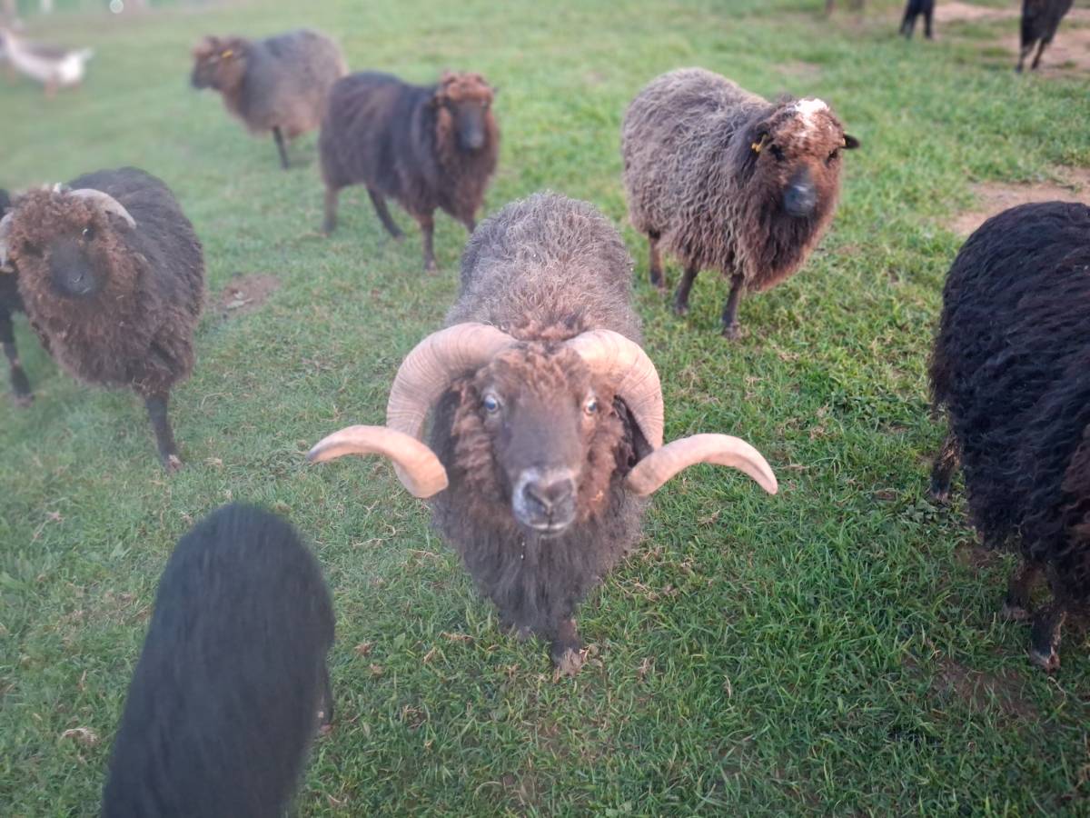 Carnero y ovejas de raza Xalda - imagen 1