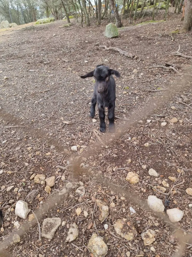 Cabritos 3 meses - imagen 1